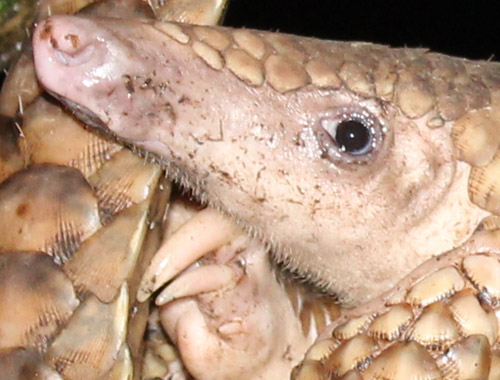 Scorpion and Partners Rescue Pangolin in Sibolangit, Sumatra (Nov. 20, 2016)